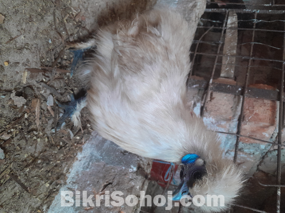 সিল্কি রানিং একজোড়া